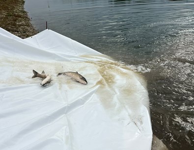 poribljavanje (9).jpeg